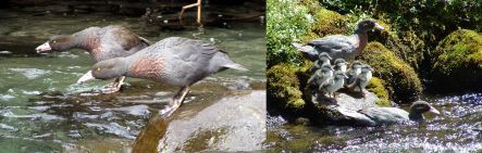 Pair of whio or blue duck in a fast-flowing river, and with small chicks