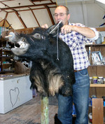 Lance with boar head