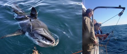 Great white shark and tagging team