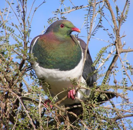 A kereru in a kowhai tree. Image Rosalynn Anderson-Lederer