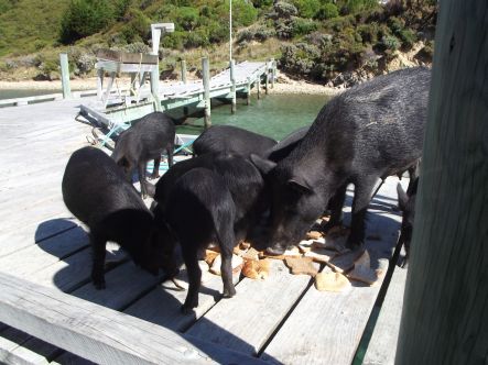 Mail Boat June Mum and family small