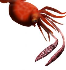 Illustration of colossal squid by Anton van Helden