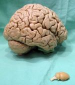 Human and rat brain