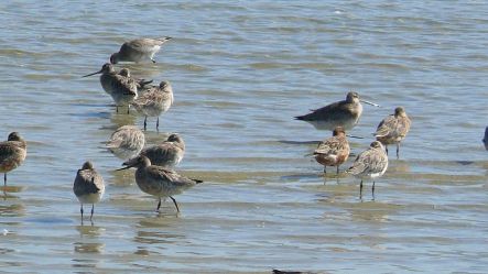 Godwits resting at Harwood