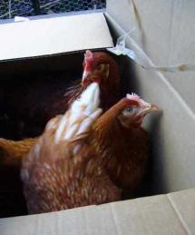 Chickens in box