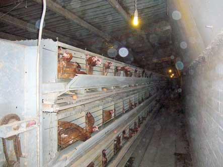 Poultry Farm