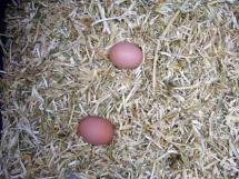 Eggs