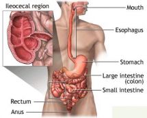 A illustration of the gut