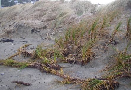 Dune restoration at Lyall Bay - pingao plantings next to introduced marram grass