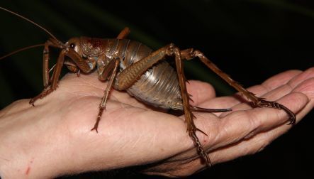 Giant weta from Little Barrier Island