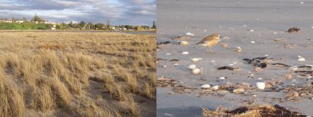 New Zealand dotterel and breeding area at tip of Maketu Spit