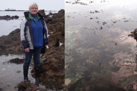 Wendy Nelson and seaweeds at low tide