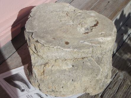 Fyffe House whale bone small