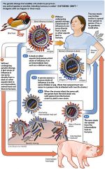 A chart showing how a flu strain can jump from animals to humans