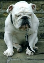 An English bulldog