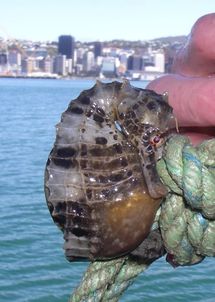 Pregnant male seahorse