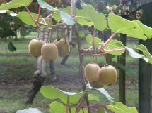 Kiwifruit on vine