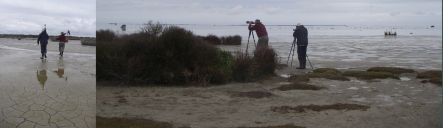 Bird watching at Lake Ellesmere