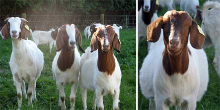 Boer Goats