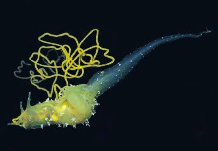 stylocheilus longicauda