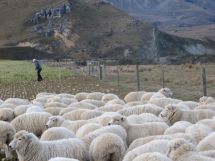 Christine fernyhough