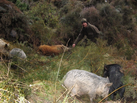 pig_2