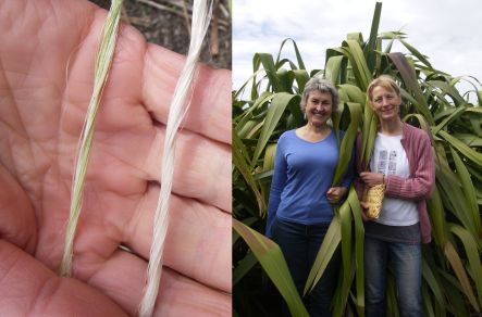 Flax fibre or muka, and Sue Scheele and Katarina Tawiri in the harakeke collection