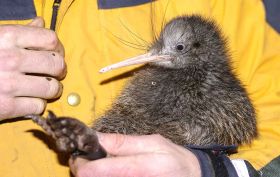 Kiwi