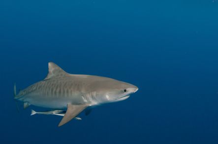 Tiger shark