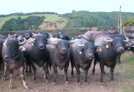 Buffalo Cheese