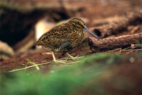 A Snares snipe photograph by Kennedy Warne