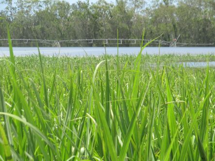 floods atkinson jan irrigator medium distance WEB