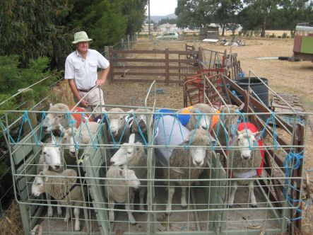 David cone sheep racer
