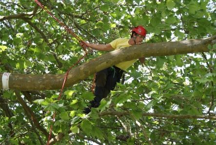 Treeclimbing contestant Craig Wilson