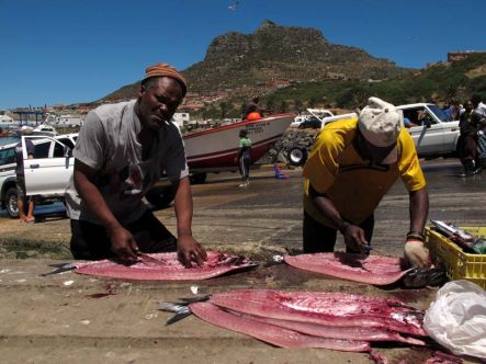 filleting snoek hout bay