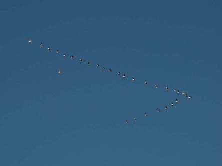 godwits