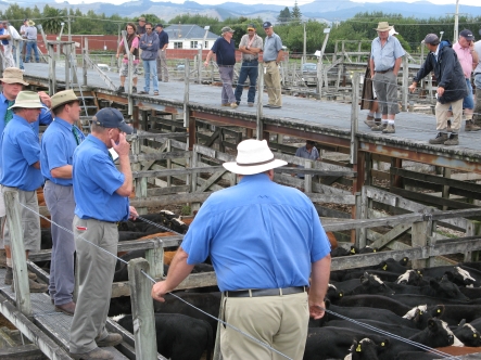 Gisbourne weaner sale 