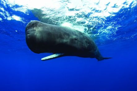 Sperm Whale