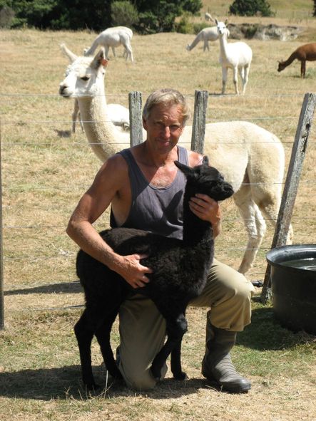 alpaca man