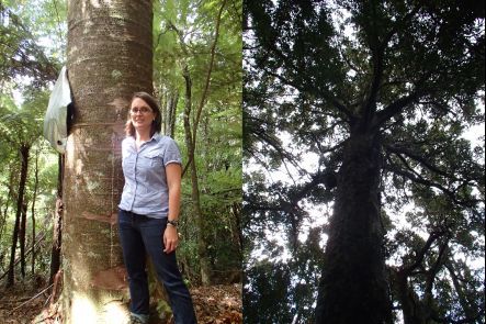 Studying kauri trees to find out how they use water abnd store carbon