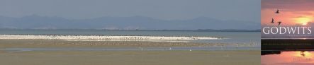 Wading birds at Miranda and cover of Godwit's book