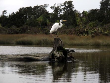 White heron at Okarito.