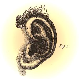 Ear