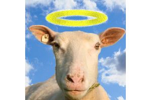 Sheep Angel