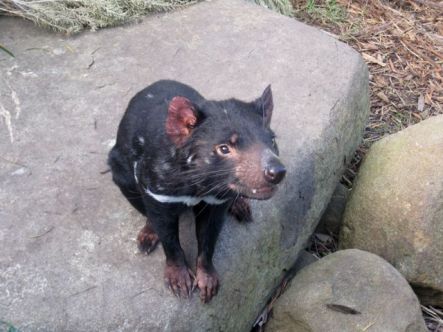 Hannah Siddle Tasmanian Devil by Hannah Siddle