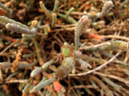 Glasswort provides a cryptic perch for grasshoppers of Pollen Island.