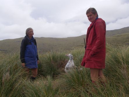 Kath Walker and Graeme Elliott with a Gibson's wandering albatross chick on Adam's Island