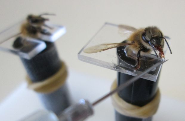 Sniffer bees in training are held in a plastic holder and fed sugar water through a syringe