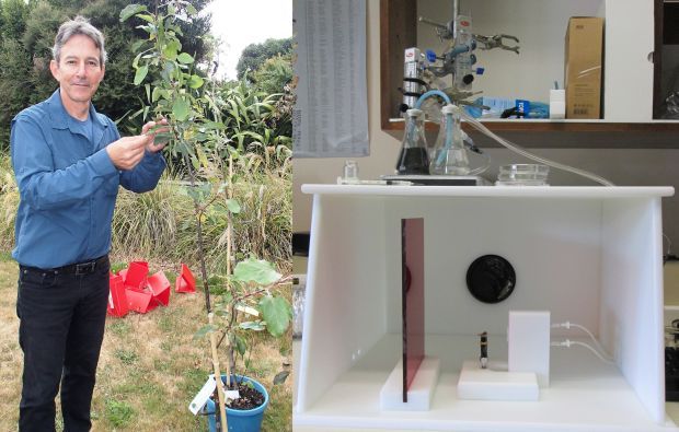 Max Suckling with apple trees that are used in field training for sniffer bees, and the set-up in the lab where bees are exposed to odours