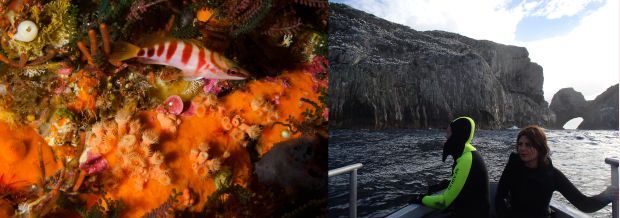 Half-banded perch, and view of steep cliffs and an archway in the Princes Islands group